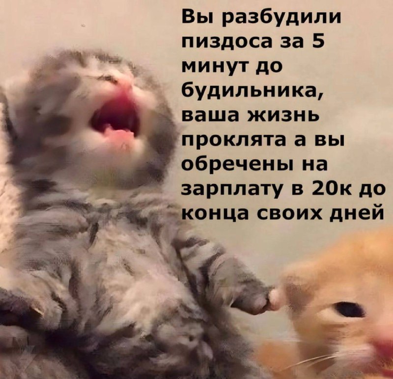 Вы разбудили пиздоса за 5 минут до будильника, ваша жизнь проклята а вы обречены на зарплату в 20к до онца своих дней