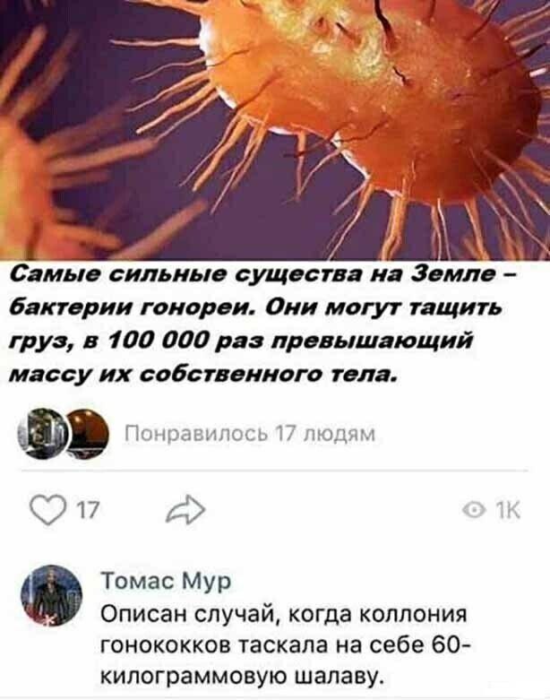 7 i\ Самые сильные существа на Земле бактерии гонореи. Они могут тащить груз, в 100 000 раз превышающий массу собственного тела. Понравилось 17 людям 17 Томас Мур Описан случай, когда коллония гонокок