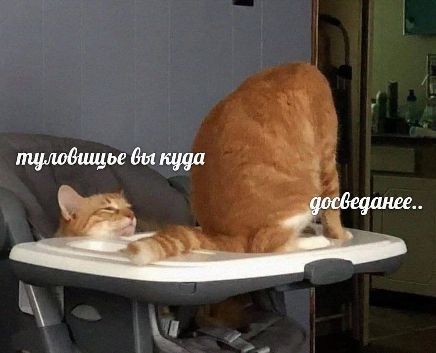 куда
