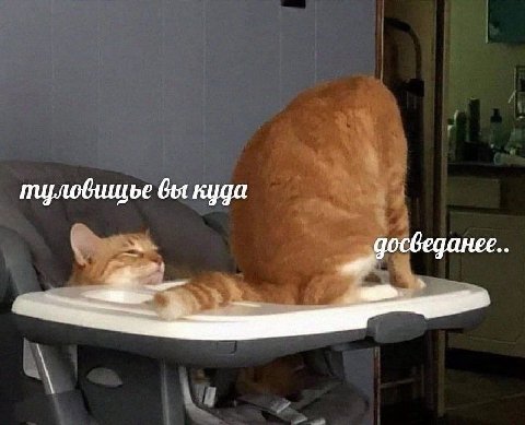 куда
