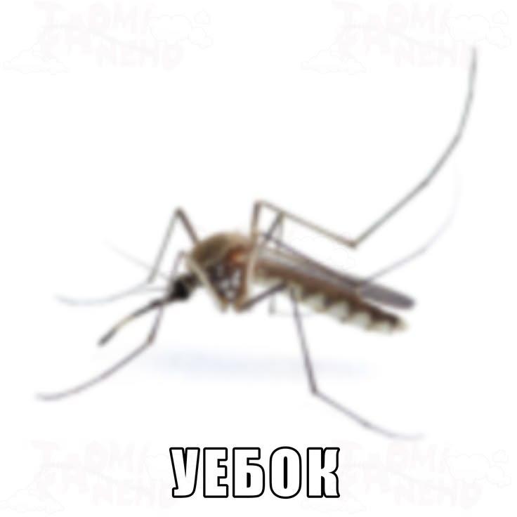 Fm, WEBOR
