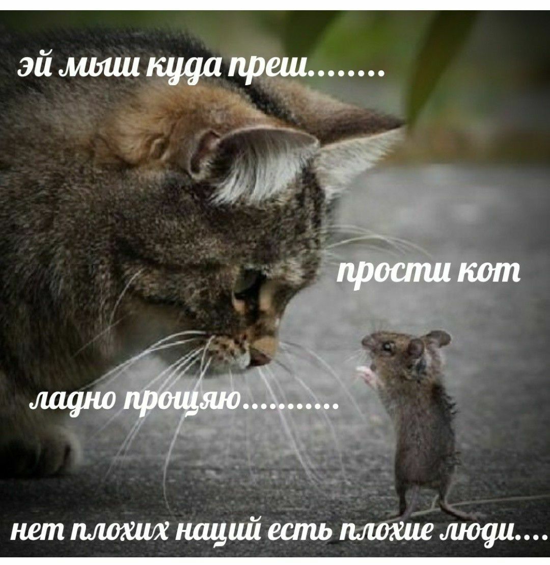 куда преш прости кот ладно прошяю