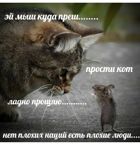 куда преш прости кот ладно прошяю