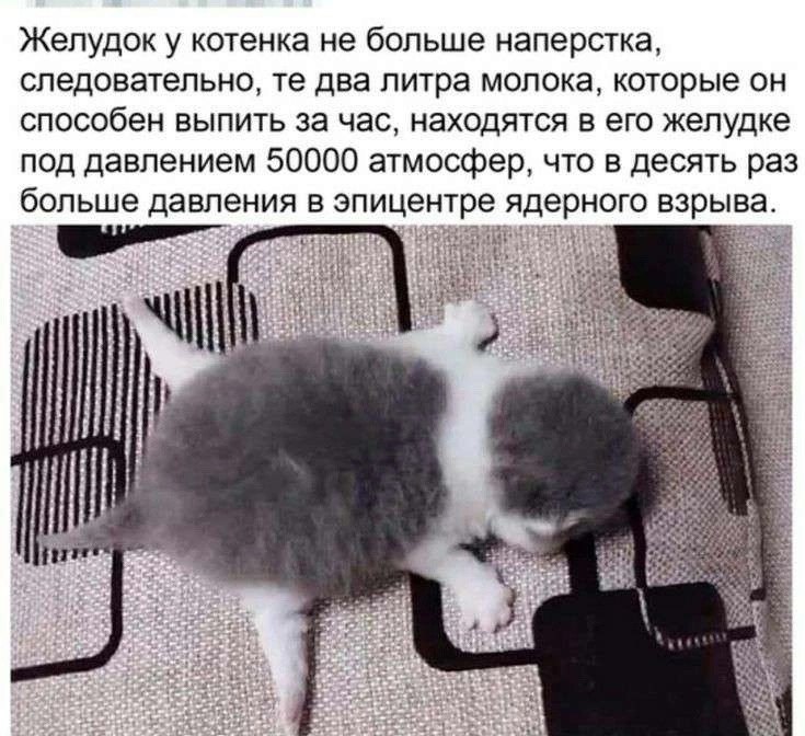 Желудок у котенка не больше наперстка, следовательно, два литра молока, которые он способен выпить за час, находятся в его желудке под давлением 50000 атмосфер, что в десять раз больше давления в эпиц