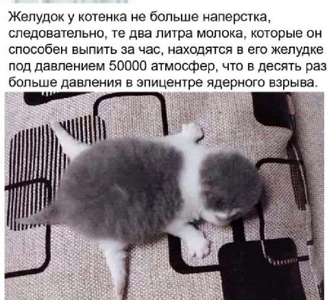 Желудок у котенка не больше наперстка, следовательно, два литра молока, которые он способен выпить за час, находятся в его желудке под давлением 50000 атмосфер, что в десять раз больше давления в эпиц