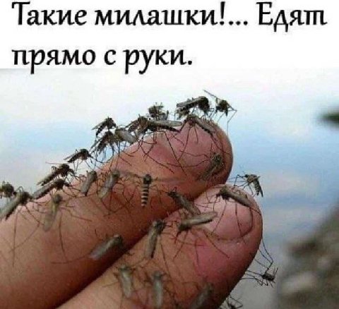 Такие Едят прямо с руки.