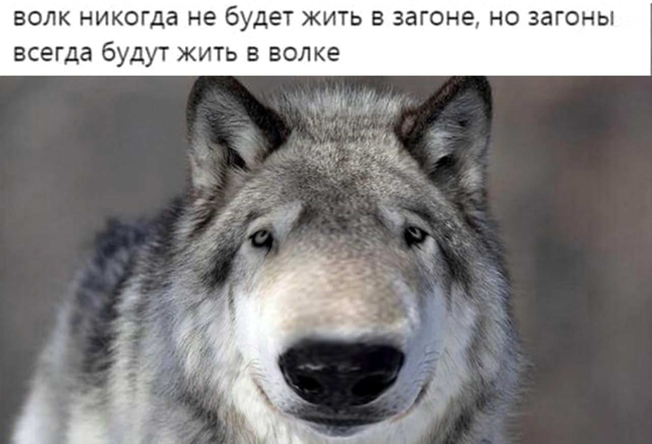 волк никогда не будет жить В загоне, но загоны всегда будут жить в волке