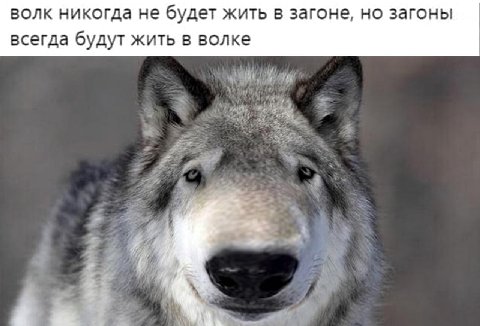 волк никогда не будет жить В загоне, но загоны всегда будут жить в волке