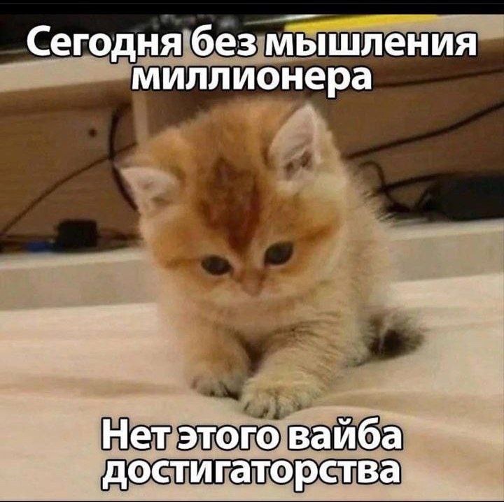 Сегодня без мышления миллионера Нет этого вайба достигаторства