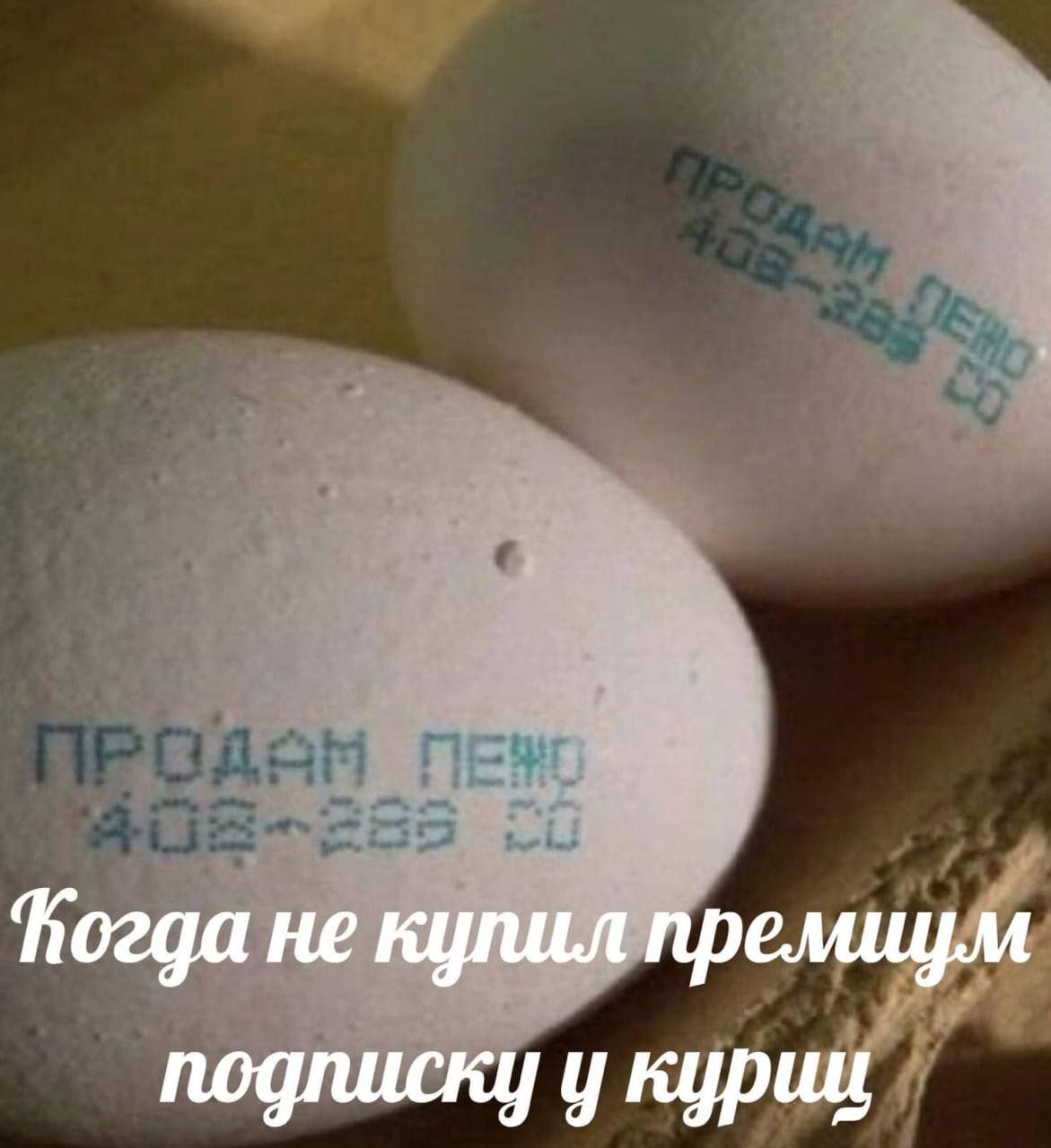 не купил премщум подписку у куриц