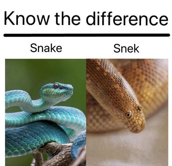 Know the difference Snake Snek