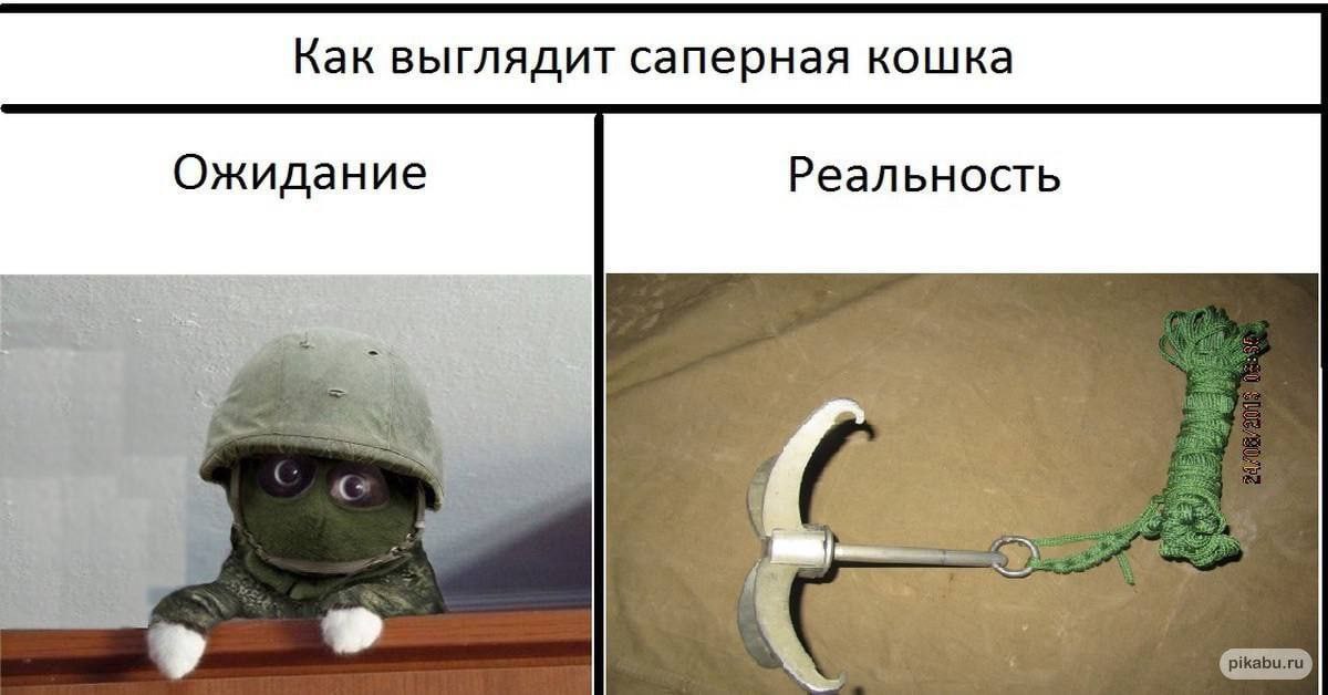 Как выглядит саперная кошка Ожидание Реальность С