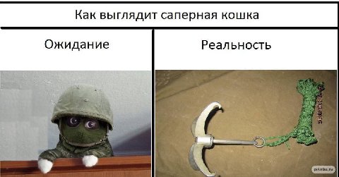 Как выглядит саперная кошка Ожидание Реальность С