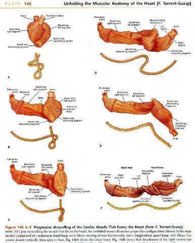РЕАТЕ 146 Unfolding the Muscular Anatomy of the Heart Torrent-Guasp) Aorta Pulmonary anery Basal loop, Basal fold, fight segment Basal loop, segment Right tone descending ‘Apical loop, ascending segme