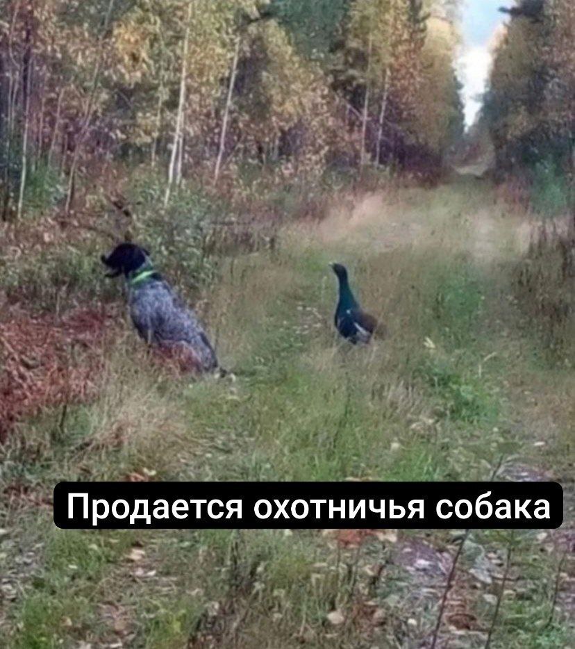 Продается охотничья собака