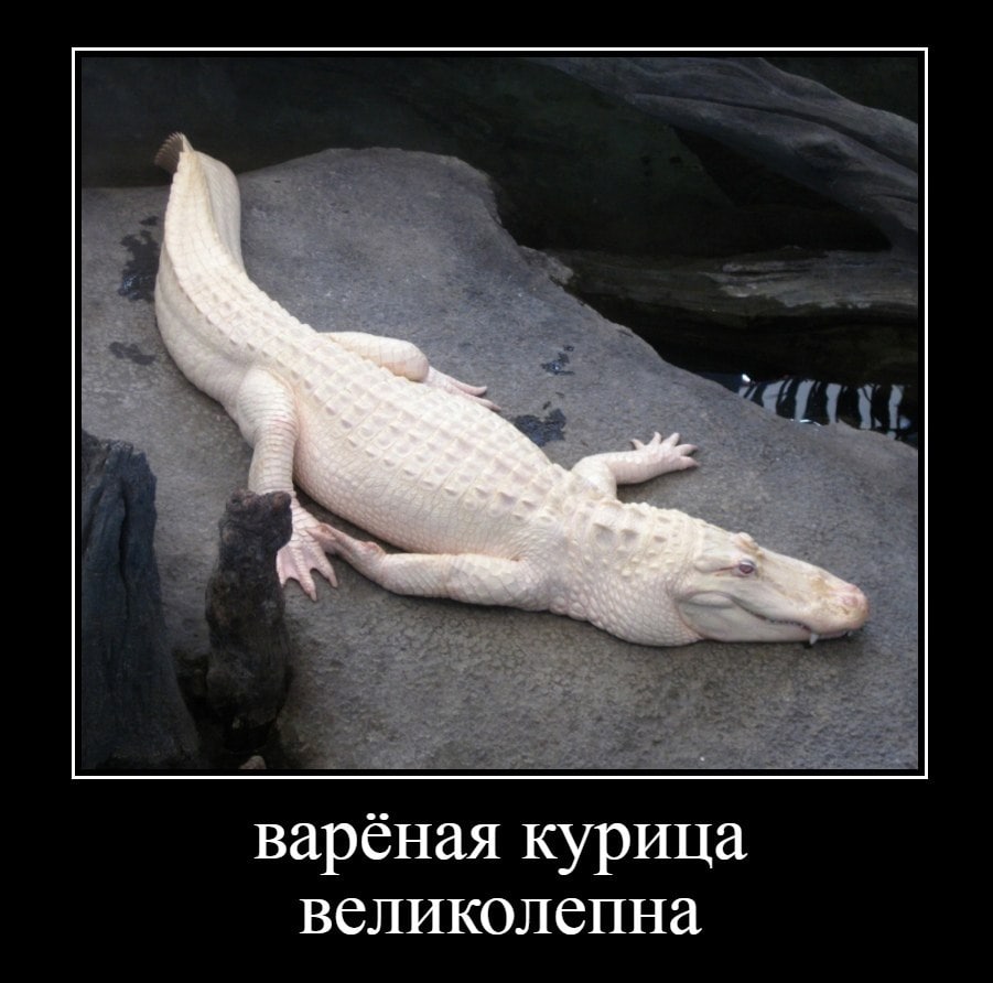варёная курица великолепна