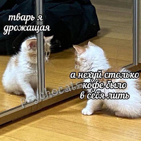 тварь я дрожащая