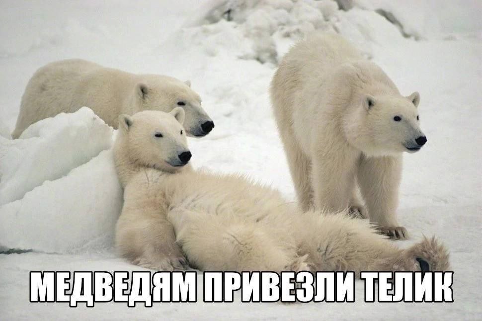 7 МЕДВЕДЯМ