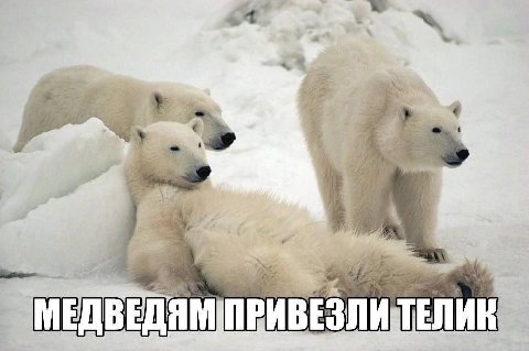 7 МЕДВЕДЯМ