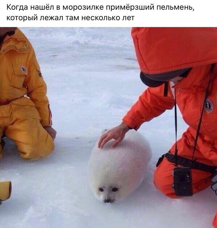Когда нашёл в морозилке примёрзший пельмень, который лежал там несколько лет