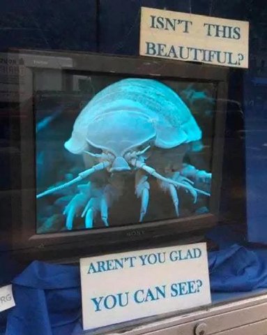 YOU GLAD AN SEE?