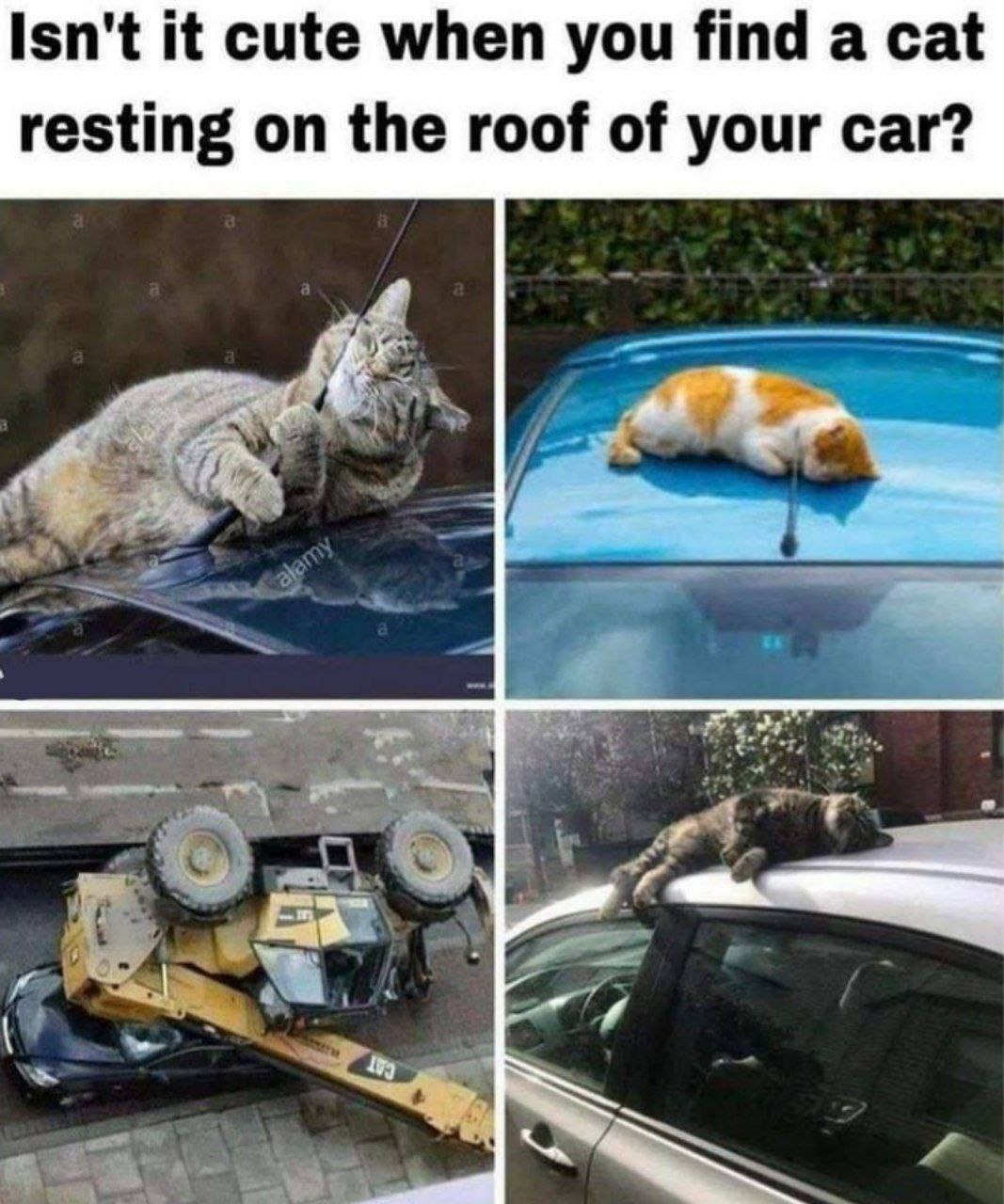 Isn't К cute when you find а cat resting on the roof of your car? dias