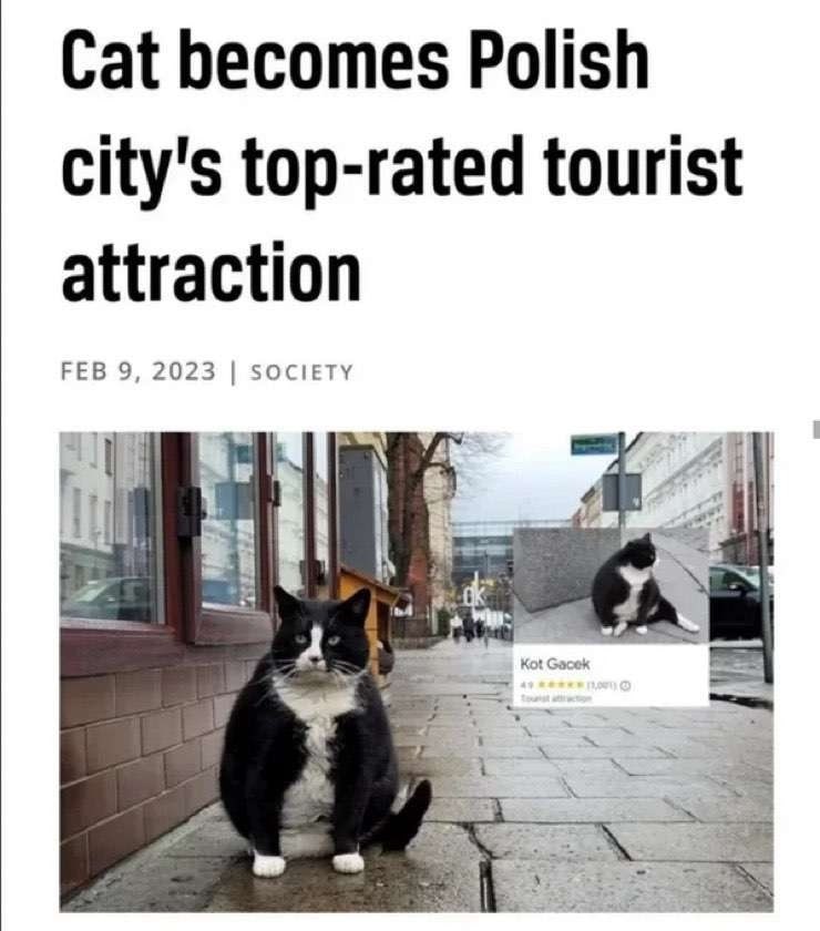 Cat becomes Polish city's top-rated tourist attraction FEB 9, 2023 SOCIETY