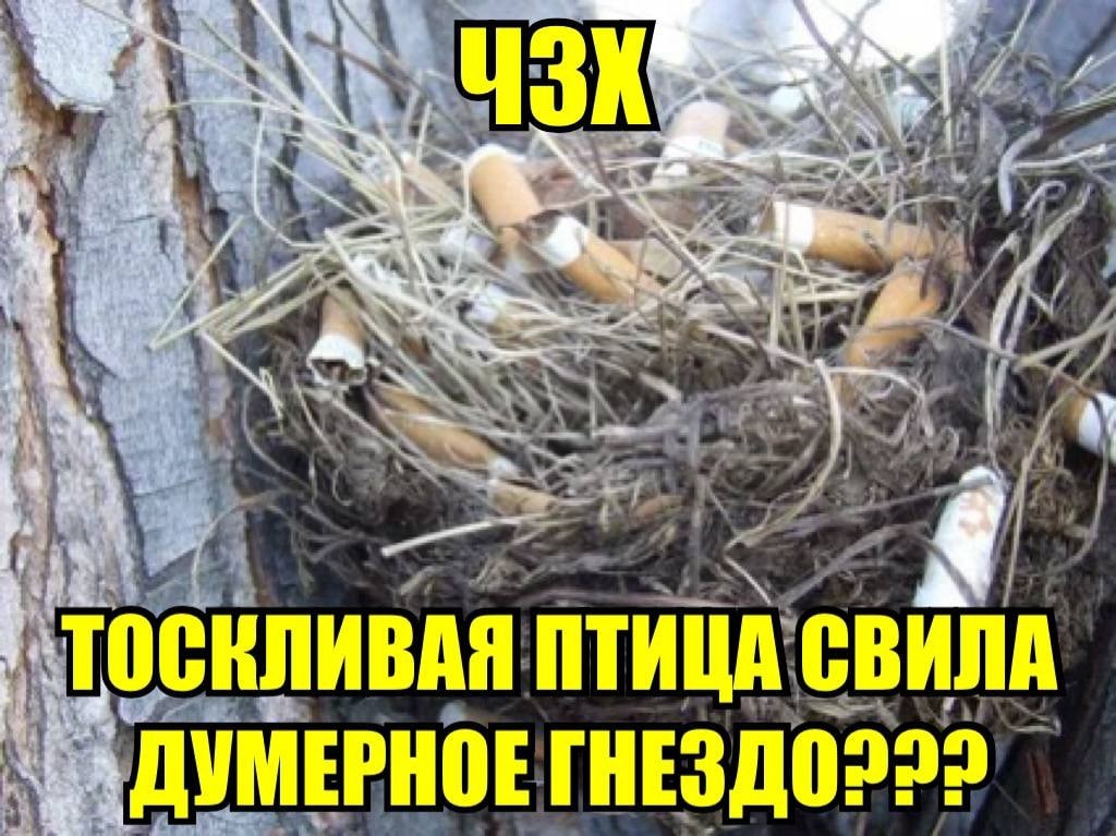 4 ПТИЦА СВИЛА ГНЕЗДО222