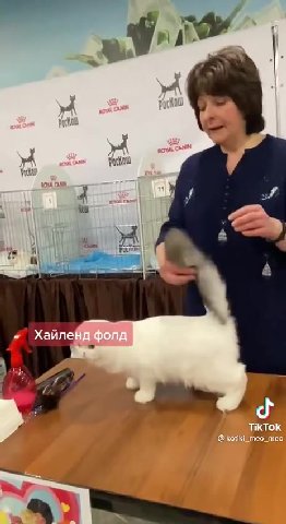 a Хайленд bong 4 @kotiki тсо TikTok