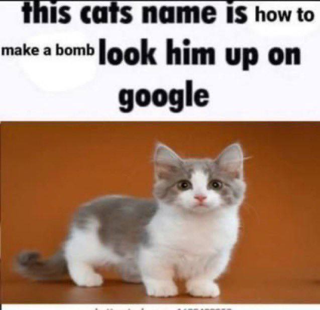 mis cats name 1$ how to таке а Боть logk him up on google
