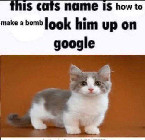 mis cats name 1$ how to таке а Боть logk him up on google