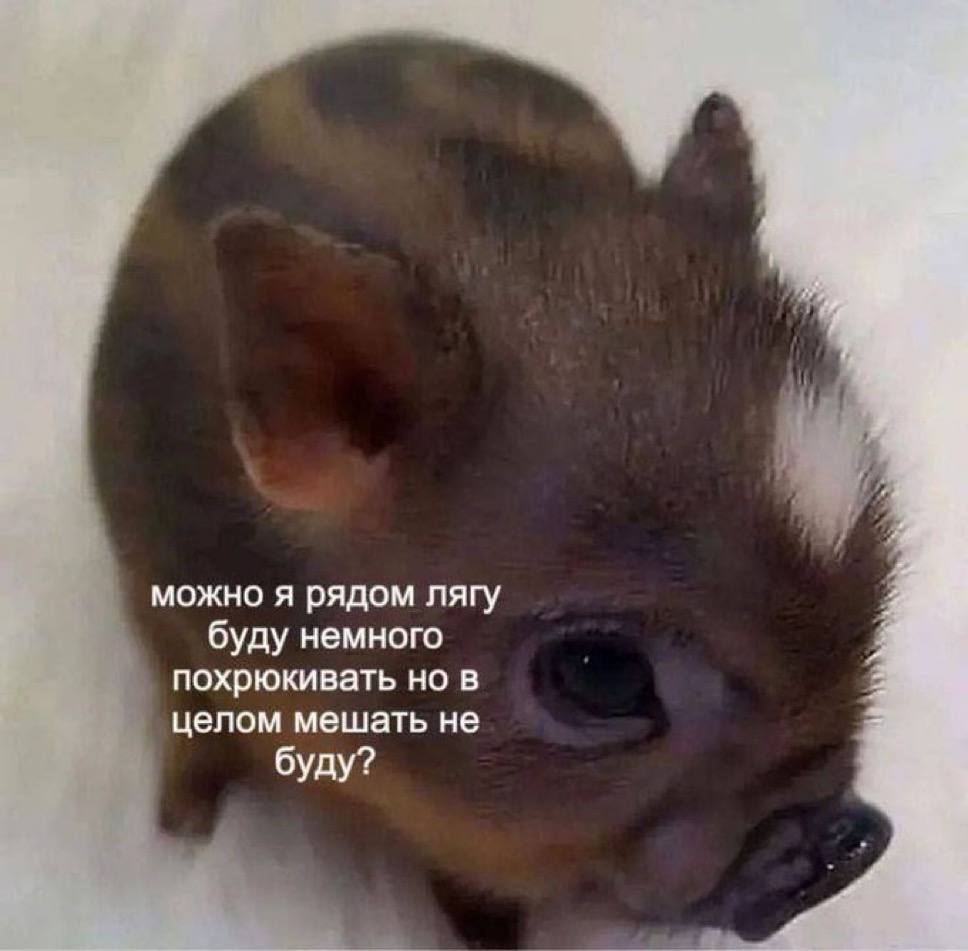можно я рядом лягу буду немного похрюкивать но в целом мешать не буду?