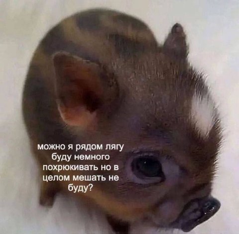 можно я рядом лягу буду немного похрюкивать но в целом мешать не буду?
