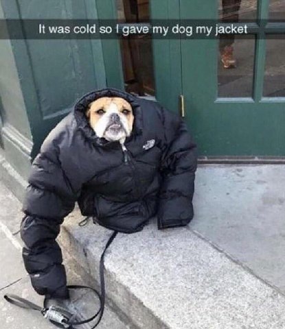 3 К was cold so gave my dog my jacket