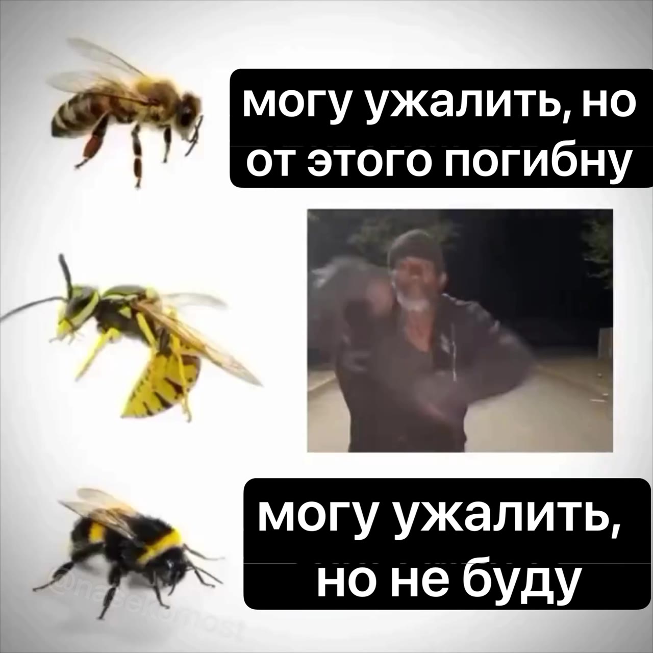 Зы могу ужалить, но ЗИМА от этого погибну 4 нонебуду | Fe но небуду |