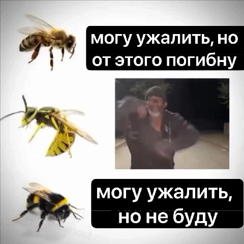 Зы могу ужалить, но ЗИМА от этого погибну 4 нонебуду | Fe но небуду |