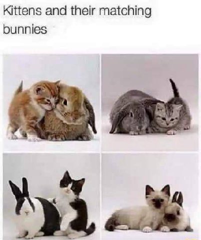 Kittens and their matching bunnies
