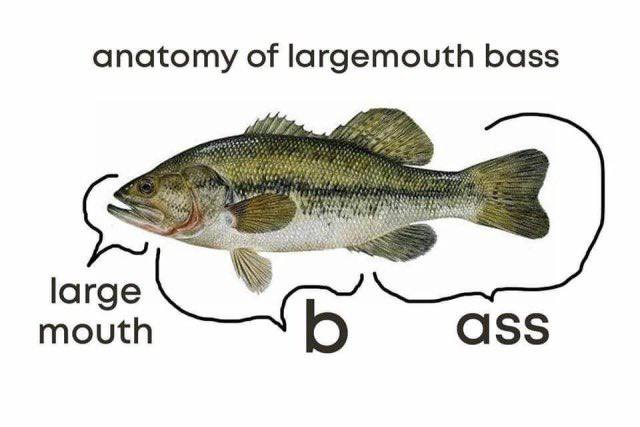 anatomy of largemouth bass large mouth ass