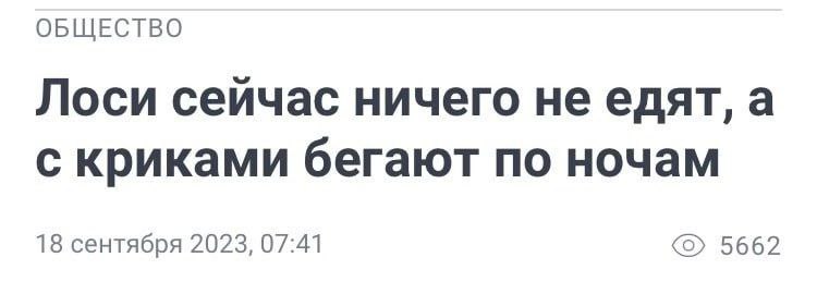 ОБЩЕСТВО Лоси сейчас ничего не едят, а с криками бегают по ночам 18 сентября 2023, 07:41 5662