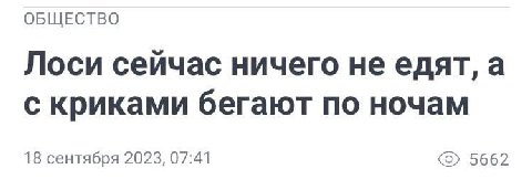 ОБЩЕСТВО Лоси сейчас ничего не едят, а с криками бегают по ночам 18 сентября 2023, 07:41 5662