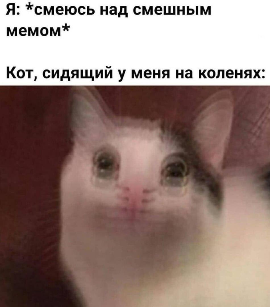 Я: *смеюсь над смешным мемом* Кот, сидящий у меня на коленях:
