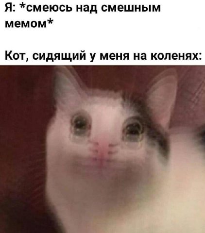 Я: *смеюсь над смешным мемом* Кот, сидящий у меня на коленях: