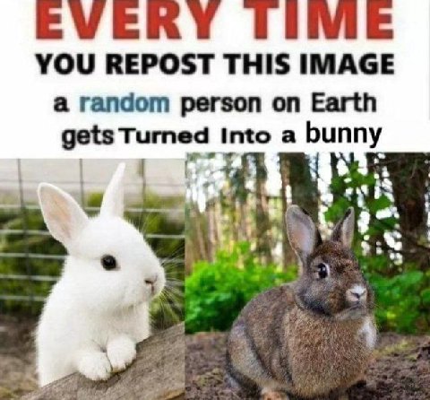 YOU REPOST THIS IMAGE а random person on Earth gets Turned Into a bunny "3