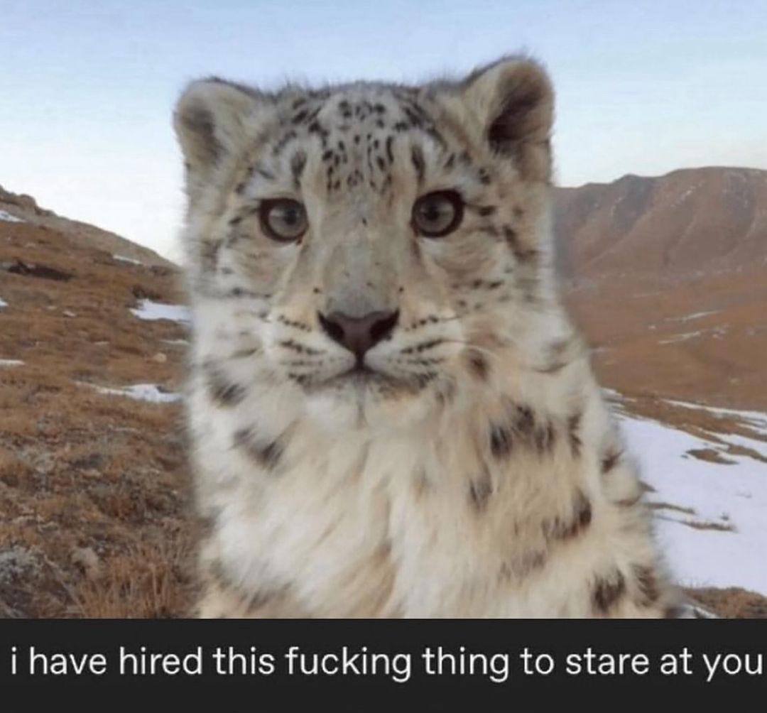 1 i have hired this fucking thing to stare at you