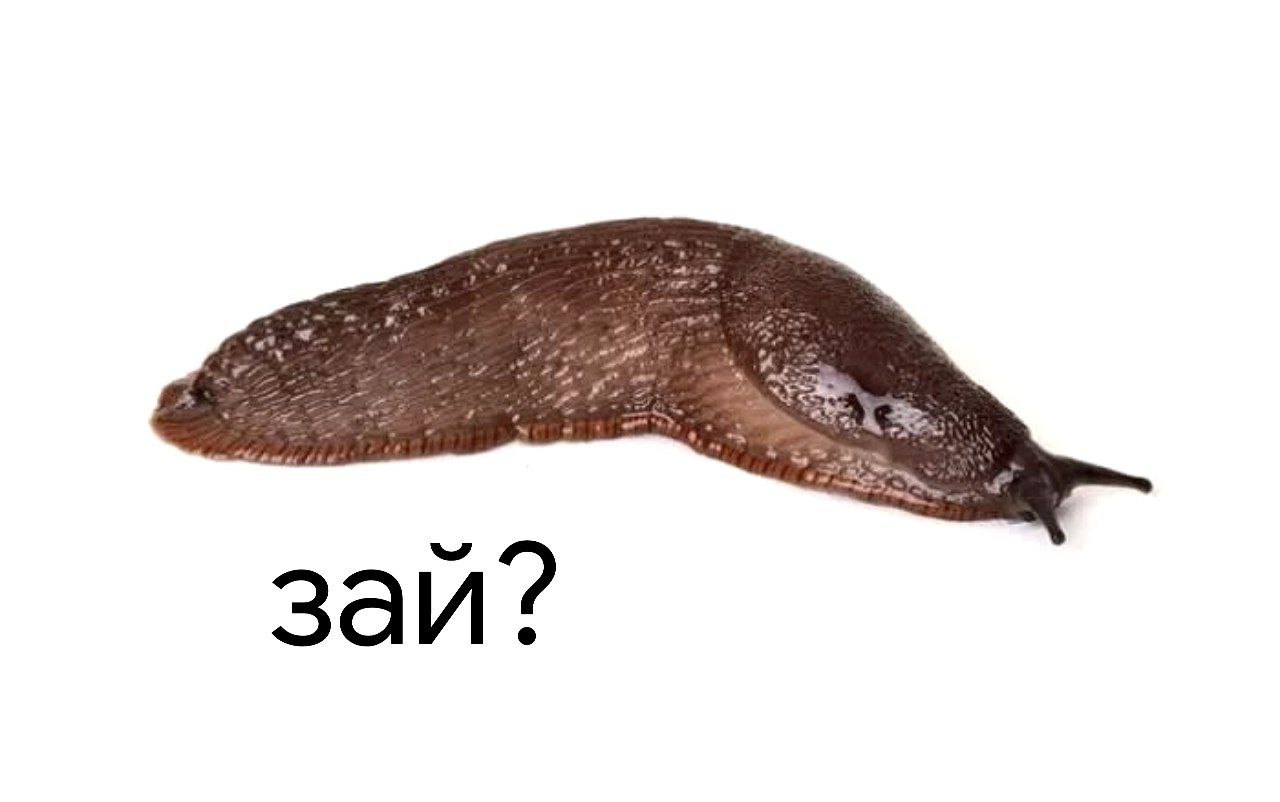 заи?