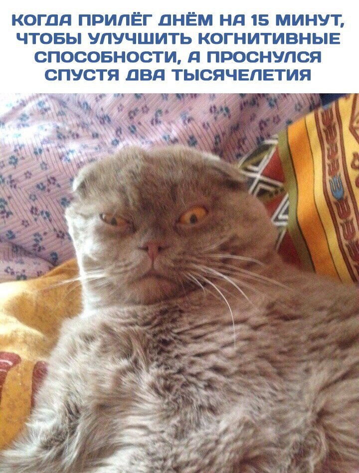 КОГДА ПРИЛЁГ ДНЁМ 15 МИНУТ, ЧТОБЫ УПУЧШИТЬ КОГНИТИВНЫЕ СПОСОБНОСТИ, Я ПРОСНУЛСЯ СПУСТЯ OBA ТЫСЯЧЕЛЕТИЯ i