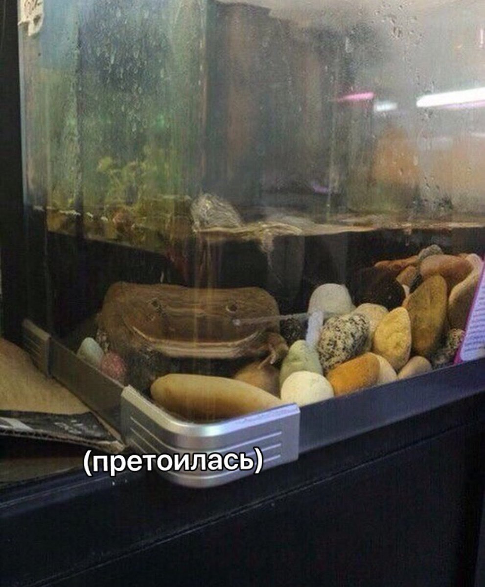 (претоилась)