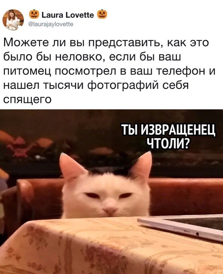 Laura Lovette @laurajaylovette Можете ли вы представить, как это было бы неловко, если бы ваш питомец посмотрел в ваш телефон и нашел тысячи фотографий себя спящего ТЫ ИЗВРАЩЕНЕЦ ЧТОЛИ?