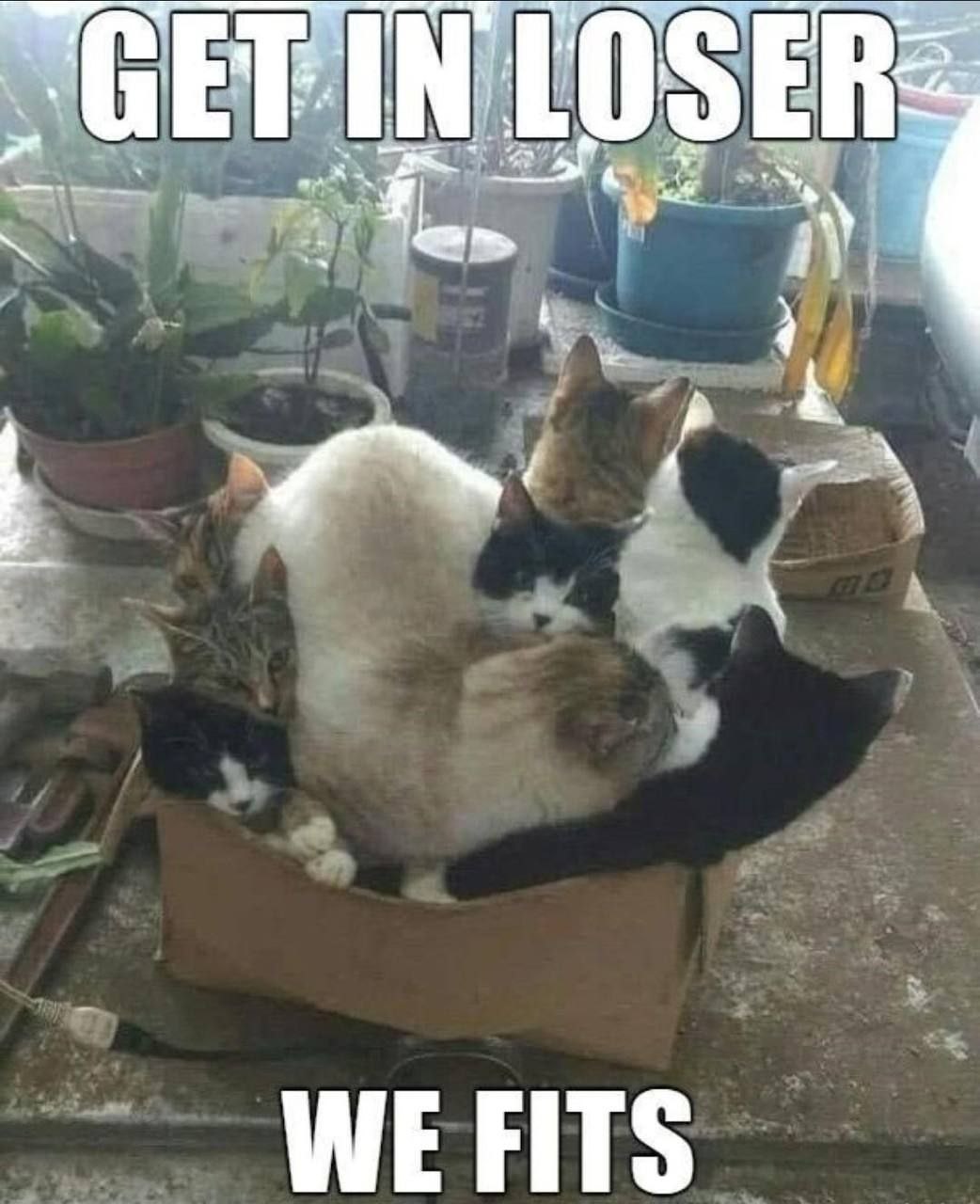 WE FITS