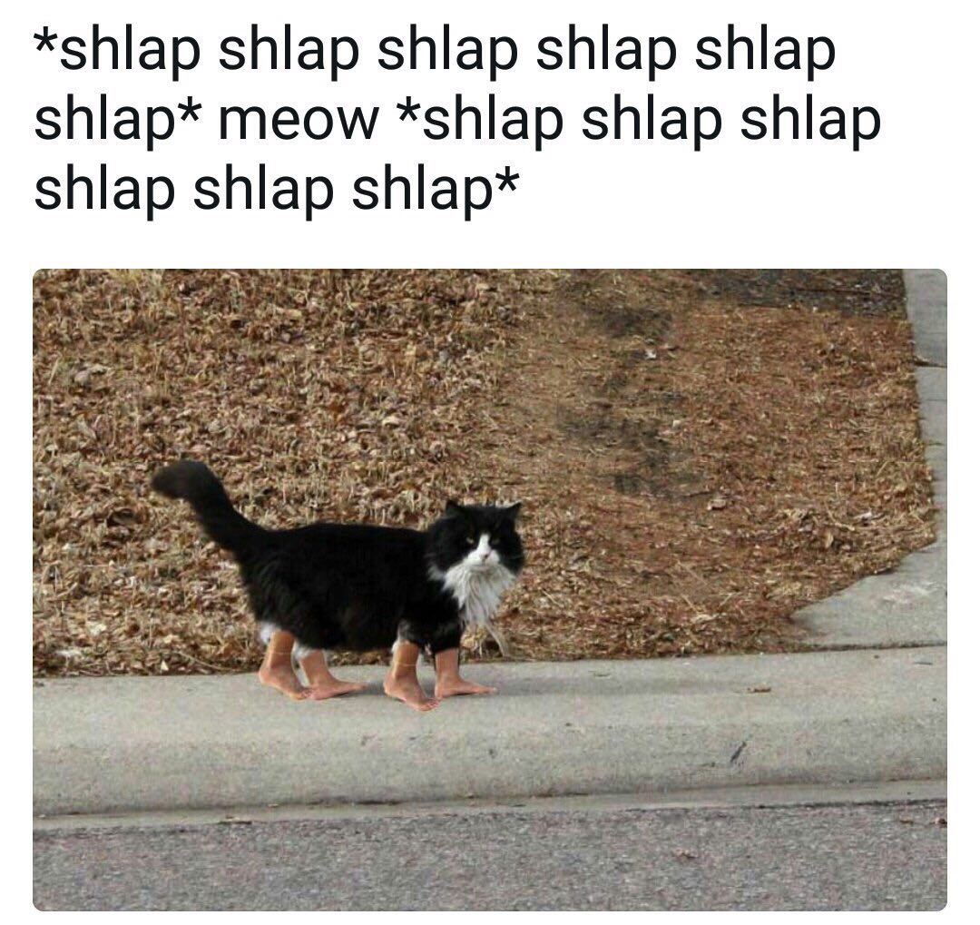 *shlap shlap shlap shlap shlap shlap* meow *shlap shlap shlap shlap shlap shlap*